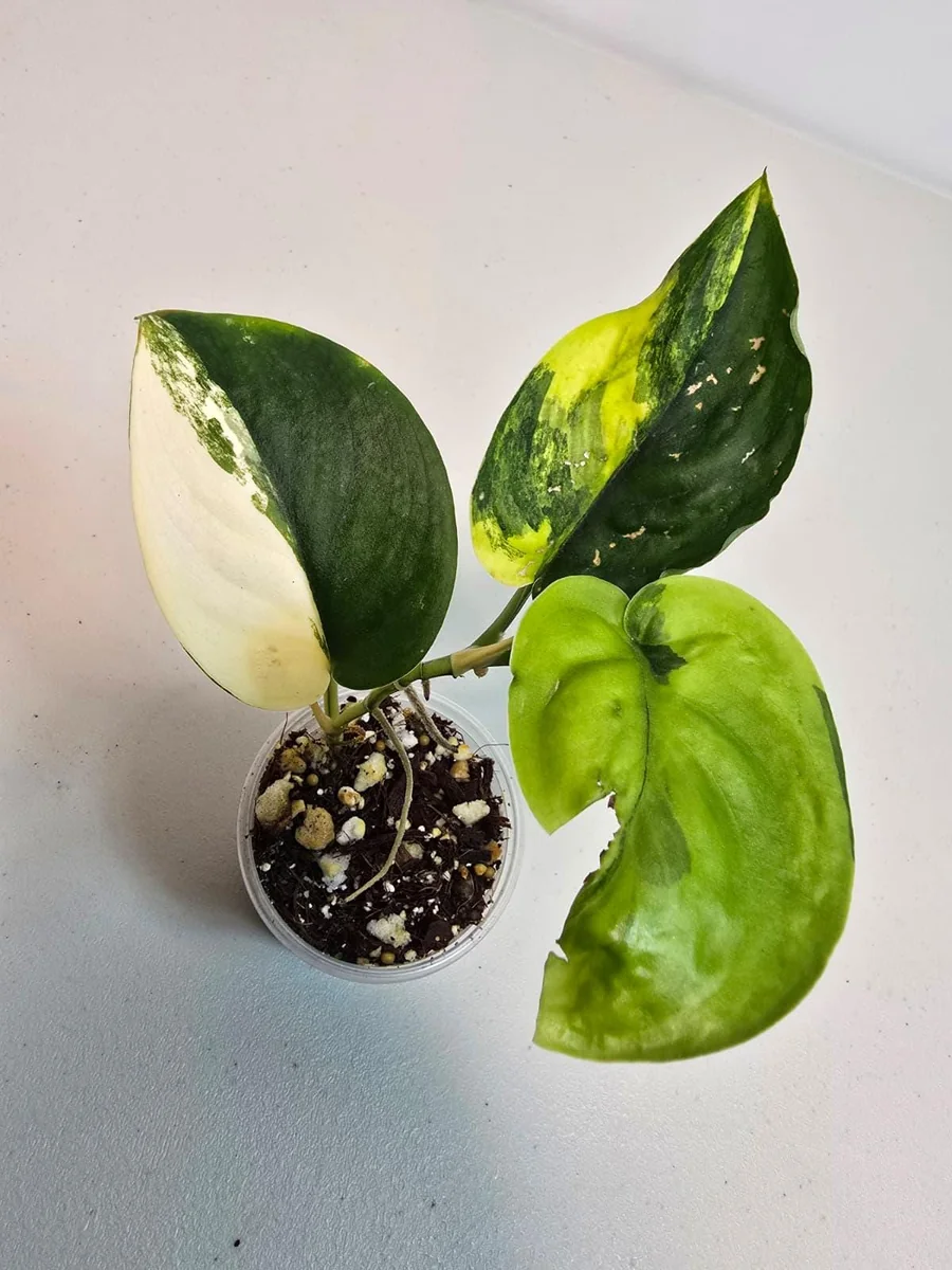 Variegated Scindapsus Pictus 'Jade Satin' Live Plant - Rare Indoor Collector Aroid - Image 2