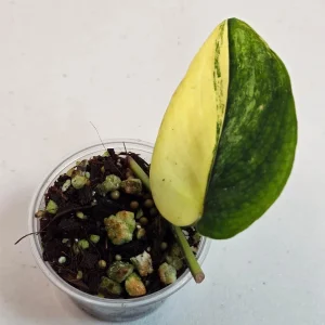 Variegated Scindapsus Pictus Jade Satin Live Plant - Collector's Aroid - Image 2