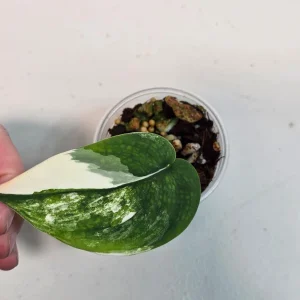 Variegated Scindapsus Pictus Jade Satin Live Plant - Rare Collector Houseplant - Image 2