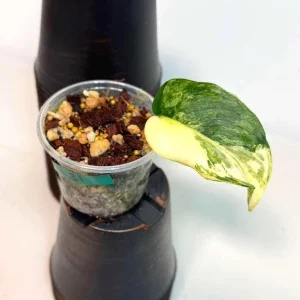 Variegated Scindapsus Pictus Jade Satin Live Plant - Rare Indoor Collector Plant - Image 2