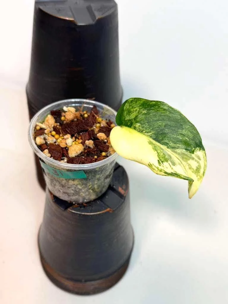 Variegated Scindapsus Pictus Jade Satin Live Plant - Rare Indoor Collector Plant - Image 2