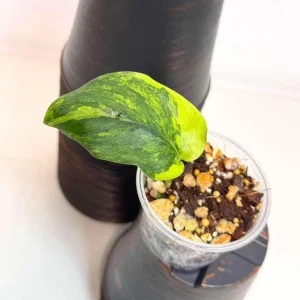 Variegated Scindapsus Pictus Jade Satin Live Plant - Indoor Collector Plant - Image 2