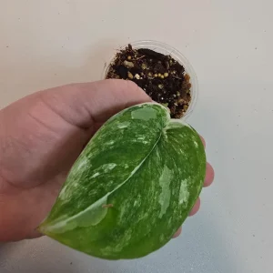 Variegated Scindapsus Pictus 'Jade Satin' Live Plant - Potted Houseplant - Image 2