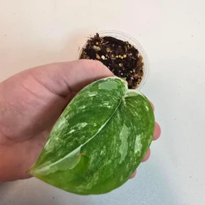 Variegated Scindapsus Pictus 'Jade Satin' Live Plant – Potted Houseplant - Image 2