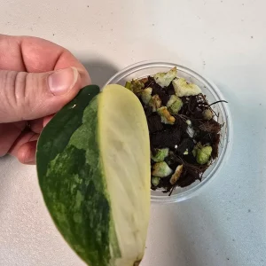 Variegated Scindapsus Pictus 'Jade Satin' Live Plant - Potted Houseplant - Image 2