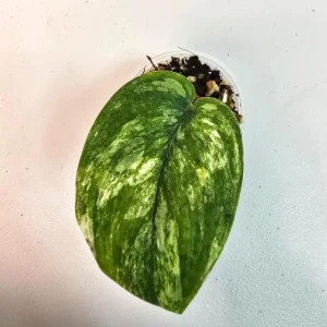 Variegated Scindapsus Pictus 'Jade Satin' Live Plant – Potted Houseplant - Image 2