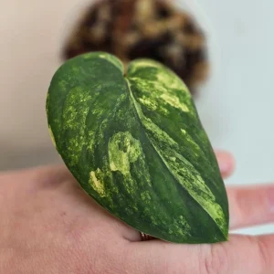 Variegated Scindapsus Pictus 'Jade Satin' Live Plant – Potted Houseplant – Indoor - Image 2