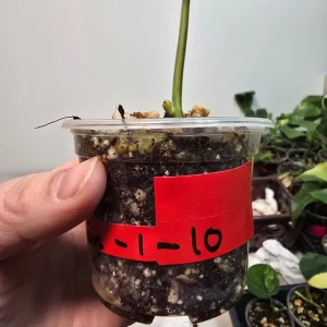 Variegated Scindapsus Pictus 'Jade Satin' Live Plant - Potted Houseplant - Image 3