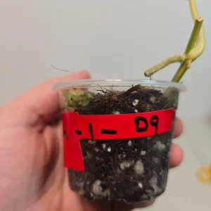 Variegated Scindapsus Pictus 'Jade Satin' Live Plant - Potted Houseplant - Image 3