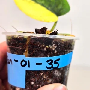 Variegated Scindapsus Pictus Jade Satin Live Plant - Rare Houseplant - Image 3