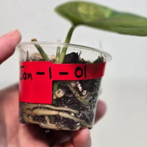 Variegated Scindapsus Pictus 'Jade Satin' Live Plant - Rare Indoor Foliage - Image 3