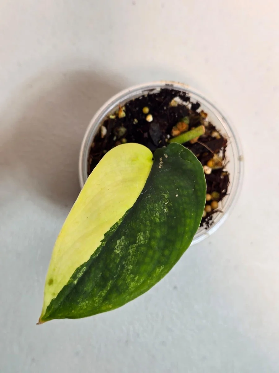 Variegated Scindapsus Pictus 'Jade Satin' Live Plant - Potted Houseplant - Image 3