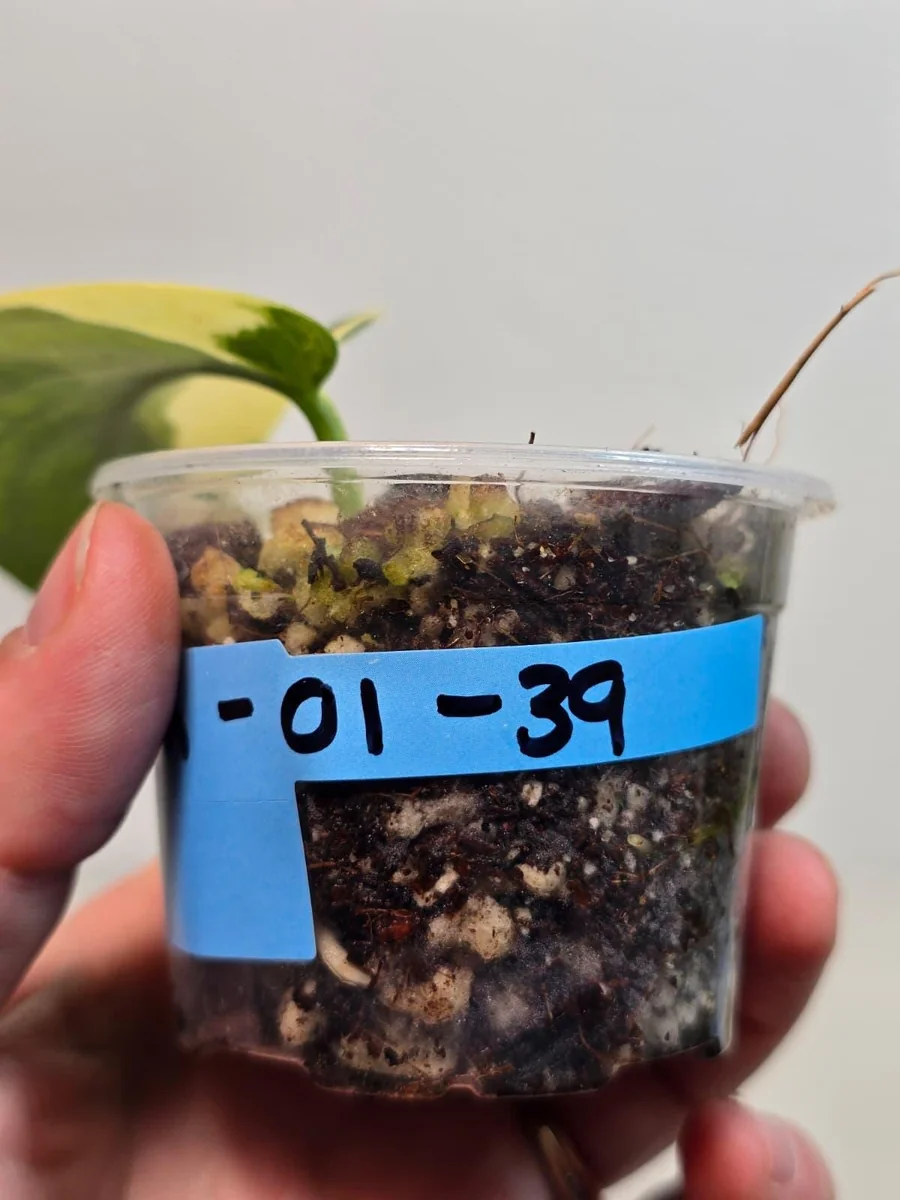 Variegated Scindapsus Pictus 'Jade Satin' Live Plant – Potted Houseplant - Image 3