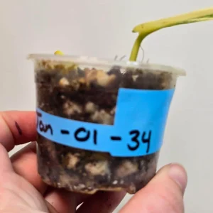 Variegated Scindapsus Pictus 'Jade Satin' Live Plant – Potted Houseplant - Image 3