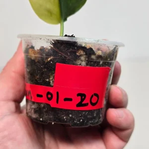 Variegated Scindapsus Pictus 'Jade Satin' Live Plant - Rare Indoor Collector Plant - Image 3