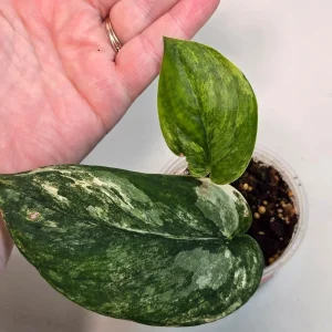 Variegated Scindapsus Pictus 'Jade Satin' Live Plant - Potted Houseplant - Image 3