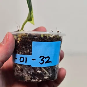 Variegated Scindapsus Pictus 'Jade Satin' Live Plant – Potted Houseplant – Indoor Vining Aroid - Image 3