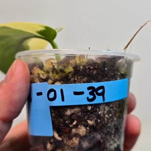 Variegated Scindapsus Pictus 'Jade Satin' Live Plant - Potted Houseplant - Image 3