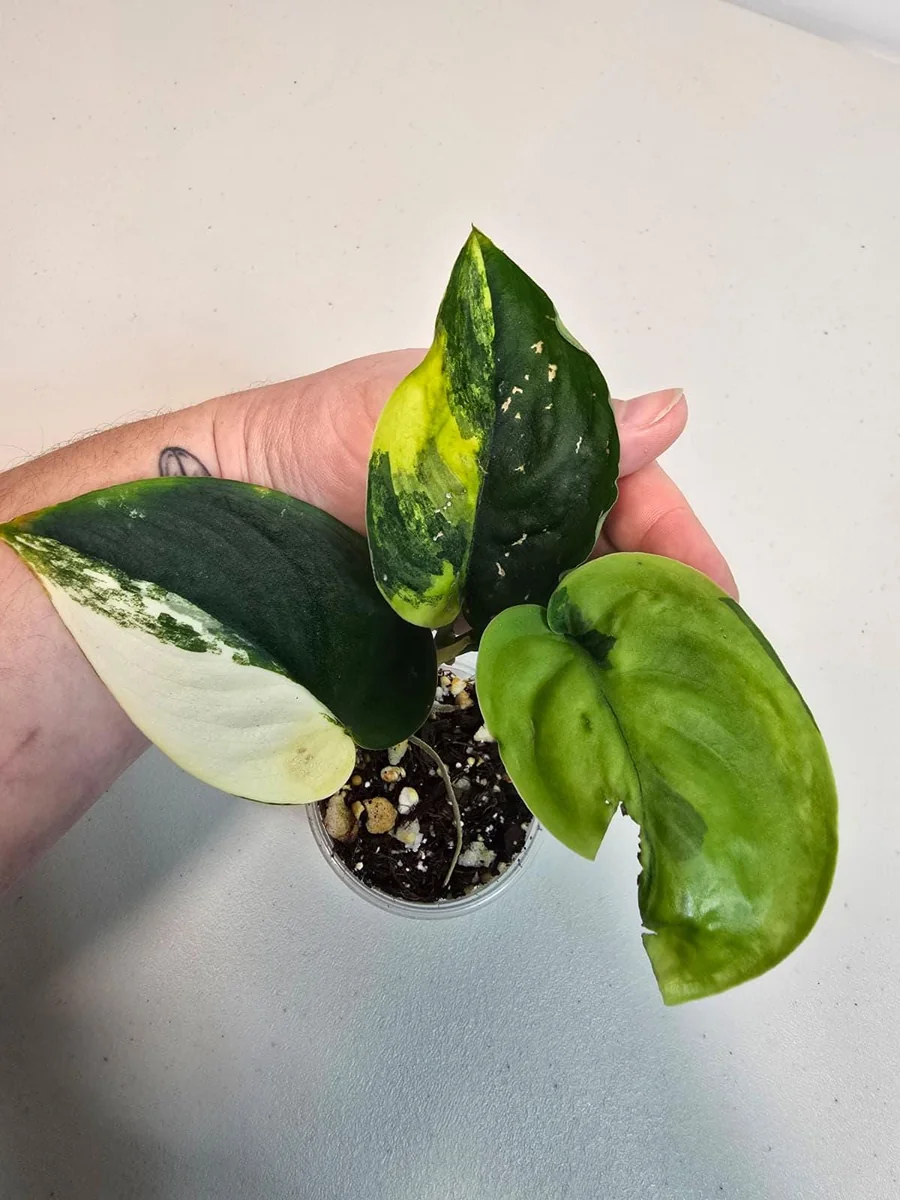 Variegated Scindapsus Pictus 'Jade Satin' Live Plant - Rare Indoor Collector Aroid - Image 3