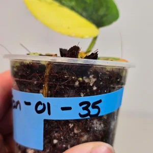 Variegated Scindapsus Pictus Jade Satin Live Plant - Collector's Aroid - Image 3