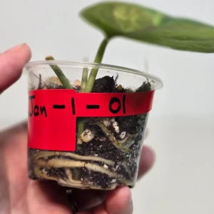 Variegated Scindapsus Pictus 'Jade Satin' Live Plant in Nursery Pot - Rare Indoor Houseplant - Image 3