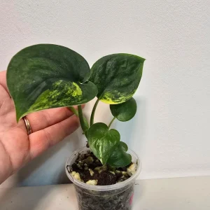 Variegated Scindapsus Pictus 'Jade Satin' Live Plant - Potted Indoor Houseplant - Image 3