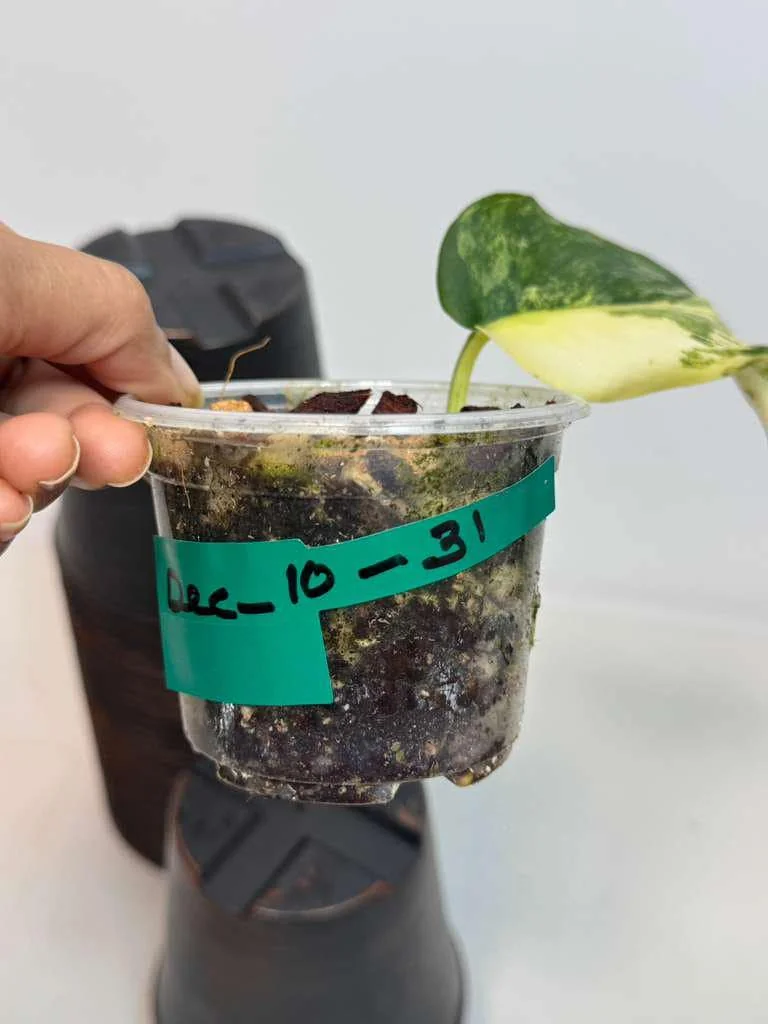 Variegated Scindapsus Pictus Jade Satin Live Plant - Rare Indoor Collector Plant - Image 3