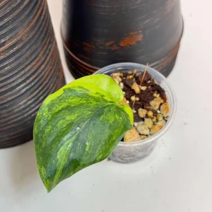 Variegated Scindapsus Pictus Jade Satin Live Plant - Indoor Collector Plant - Image 3