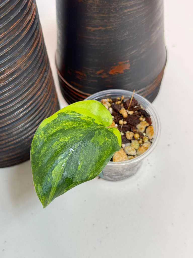 Variegated Scindapsus Pictus Jade Satin Live Plant - Indoor Collector Plant - Image 3