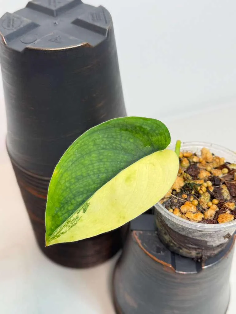 Variegated Scindapsus Pictus Jade Satin Live Plant - Indoor Collector Plant - Image 3