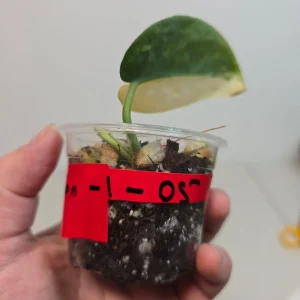 Variegated Scindapsus Pictus 'Jade Satin' Live Plant – Potted Houseplant - Image 3