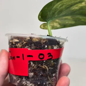 Variegated Scindapsus Pictus 'Jade Satin' Live Plant – Potted Houseplant – Indoor - Image 3