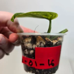 Variegated Scindapsus Pictus 'Jade Satin' Live Plant – Rare Collector Houseplant - Image 3