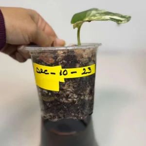 Variegated Scindapsus Pictus Jade Satin Live Plant - Rare Collector Houseplant - Image 4