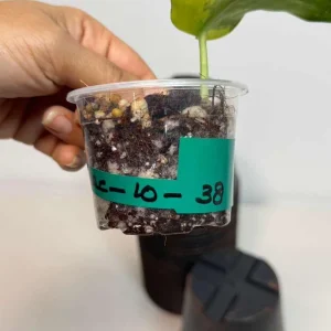 Variegated Scindapsus Pictus Jade Satin Live Plant - Indoor Collector Plant - Image 4