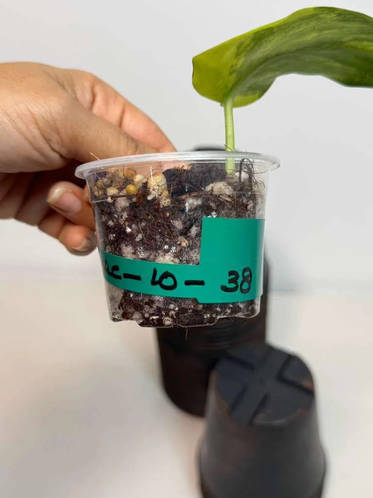 Variegated Scindapsus Pictus Jade Satin Live Plant - Indoor Collector Plant - Image 4