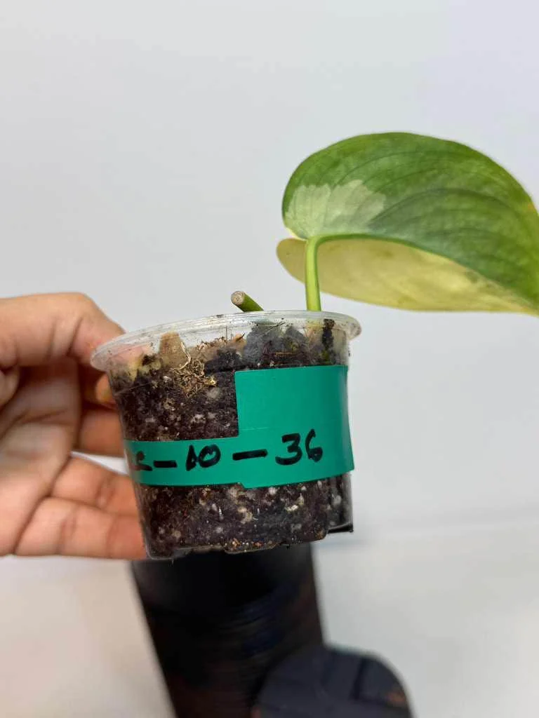 Variegated Scindapsus Pictus Jade Satin Live Plant - Indoor Collector Plant - Image 4