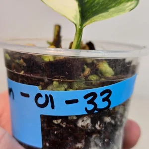 Variegated Scindapsus Pictus 'Jade Satin' Live Plant - Potted Houseplant - Image 4