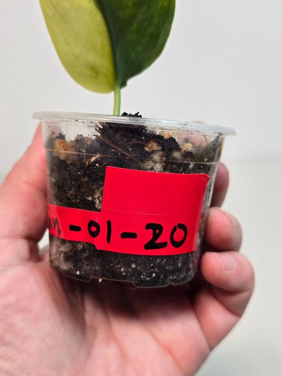 Variegated Scindapsus Pictus 'Jade Satin' Live Plant - Potted Houseplant - Image 4