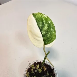 Variegated Scindapsus Pictus 'Jade Satin' Live Plant – Potted Houseplant – Collector Scindapsus - Image 1