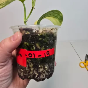 Variegated Scindapsus Pictus Jade Satin Live Plant - Rare Houseplant - Image 4