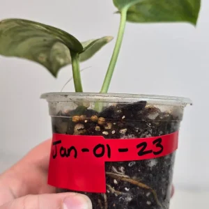 Variegated Scindapsus Pictus 'Jade Satin' Live Plant - Potted Houseplant - Image 5