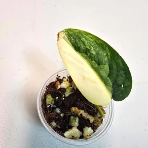 Variegated Scindapsus Pictus 'Jade Satin' Live Plant – Potted Houseplant - Image 1