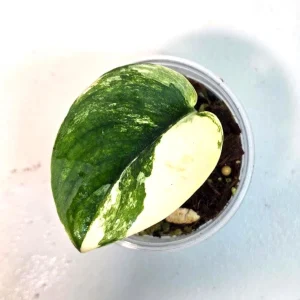 Variegated Scindapsus Pictus 'Jade Satin' Live Plant - Potted Houseplant - Image 1