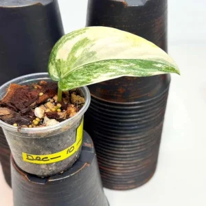 Variegated Scindapsus Pictus Jade Satin - Live Potted Houseplant - Indoor Vining Plant - Image 2