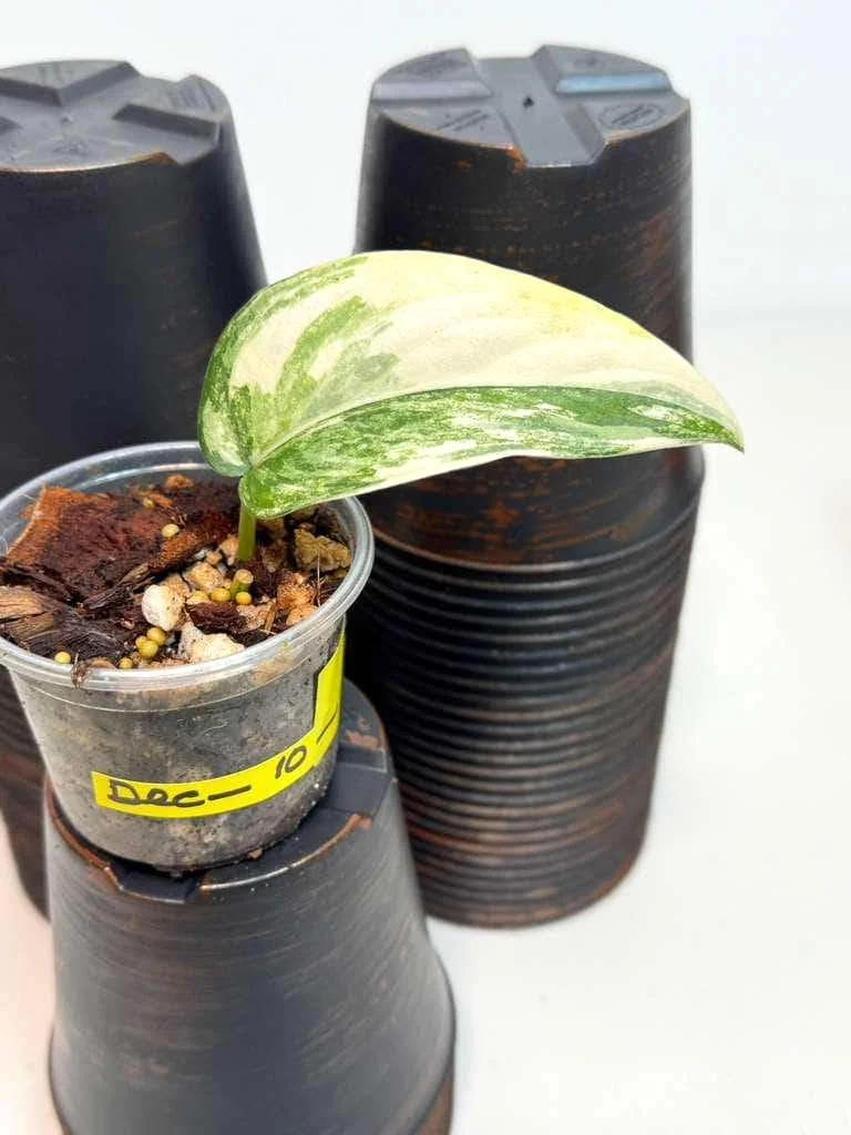 Variegated Scindapsus Pictus Jade Satin - Live Potted Houseplant - Indoor Vining Plant - Image 2