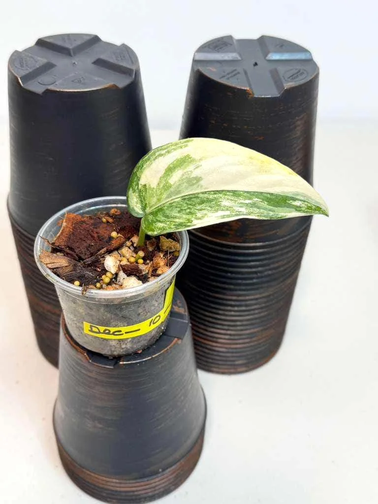 Variegated Scindapsus Pictus Jade Satin - Live Potted Houseplant - Indoor Vining Plant - Image 3