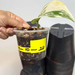 Variegated Scindapsus Pictus Jade Satin - Live Potted Houseplant - Indoor Vining Plant - Image 4