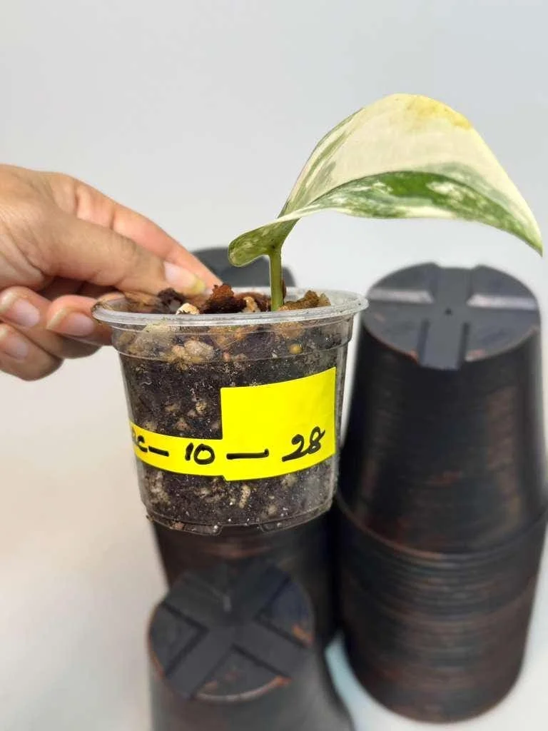 Variegated Scindapsus Pictus Jade Satin - Live Potted Houseplant - Indoor Vining Plant - Image 4