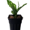 Variegated Snowflake Chinese Evergreen Plant - Aglaonema - Live Houseplant - Low Light - 2.5 inch Pot - Image 1